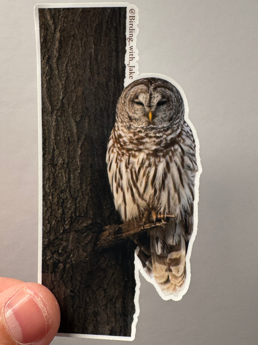 The Barred Owl 4” Sticker