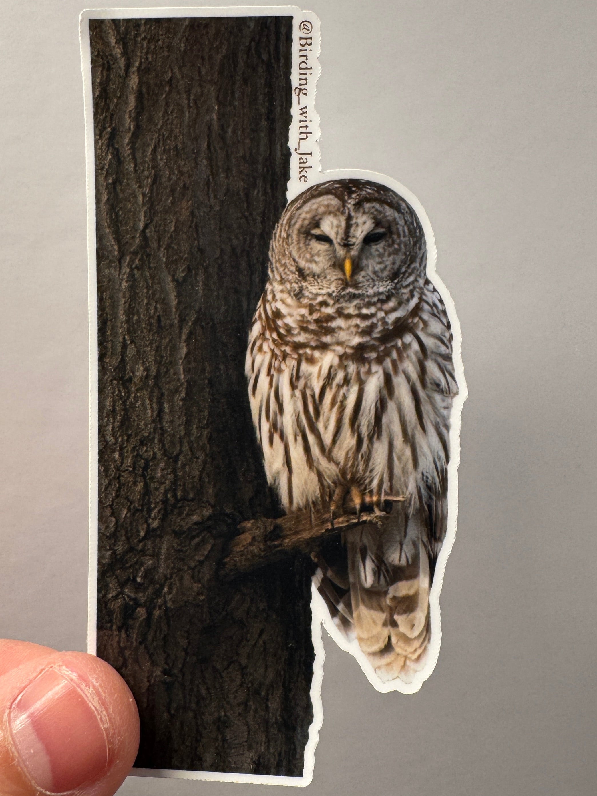The Barred Owl 4” Sticker