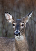 Portrait of a Doe