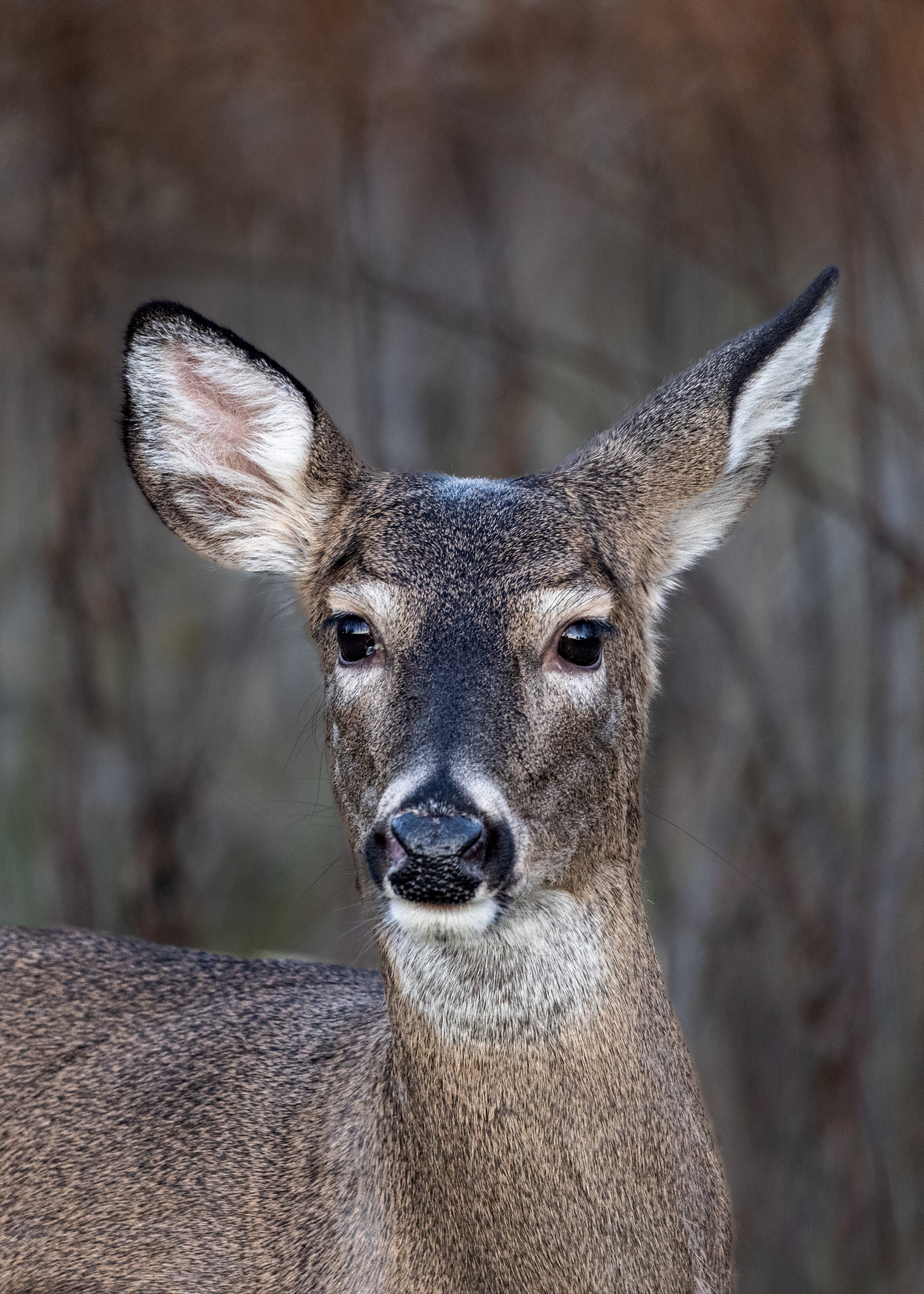 Portrait of a Doe