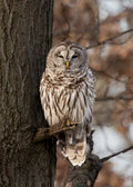 Barred Owl - Mini Print