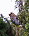 Cedar Waxwing - Mini Print