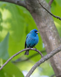 Indigo Bunting - Mini Print