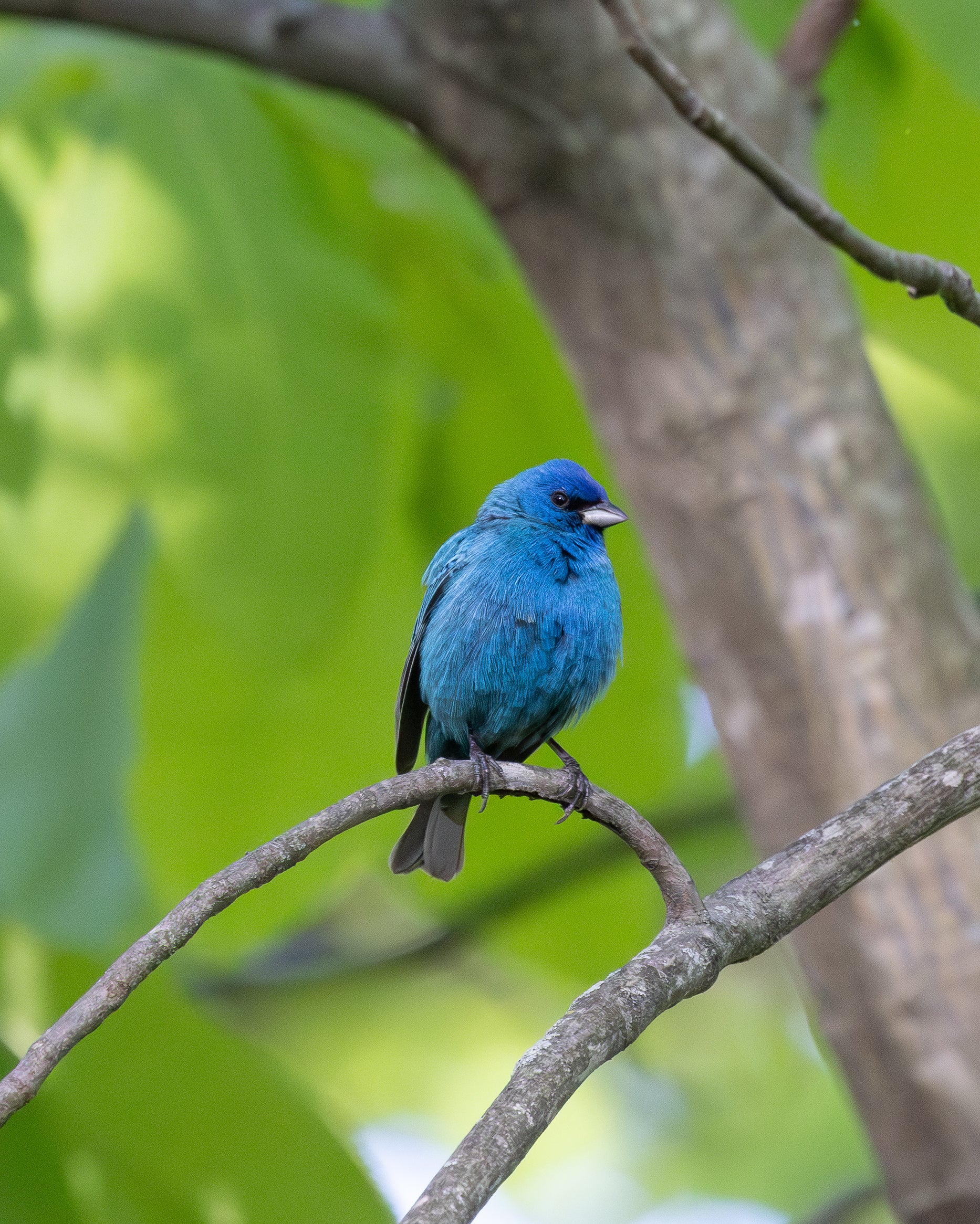 Indigo Bunting - Mini Print