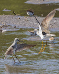 Jumping Lesser Yellowlegs - Mini Print