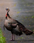Eastern Wild Turkey - Mini Print