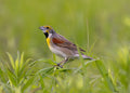 Dickcissel - Mini Print
